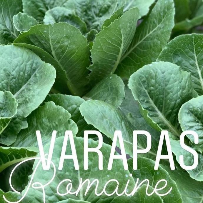 || BANANA / Benih lettuce Romaine Verapas Bejo seed - Import ||~~~