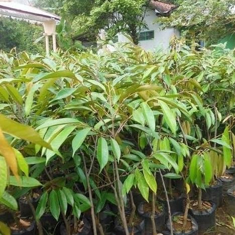 

Terlaris Paket 3 Bibit Durian Duri Hitam Hasil Okulasi