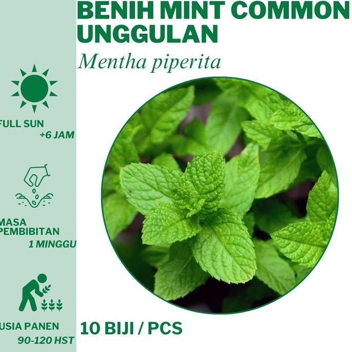 

Terlaris 280 Benih Mint Common Daun Mint Bibit Unggulan Hidroponik Tanam