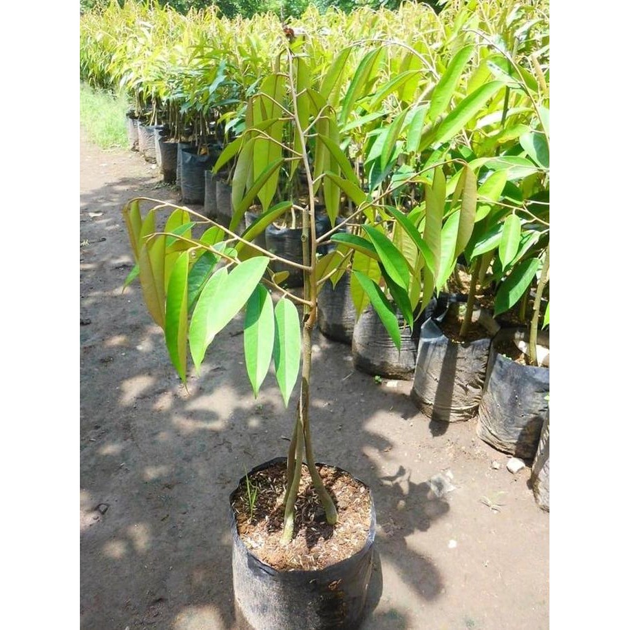 

Terlaris Bibit Durian Musangking Kaki 3
