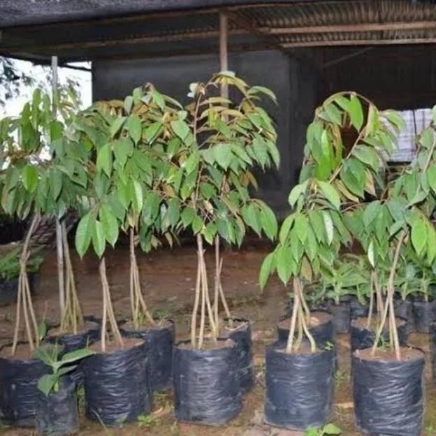 

Terlaris Bibit Tanaman Durian Musangking Kaki 3 Okulasi Super Murah