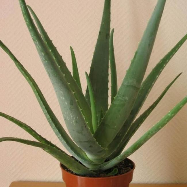 

Terlaris Bibit Tanaman Lidah Buaya Jumbo Az