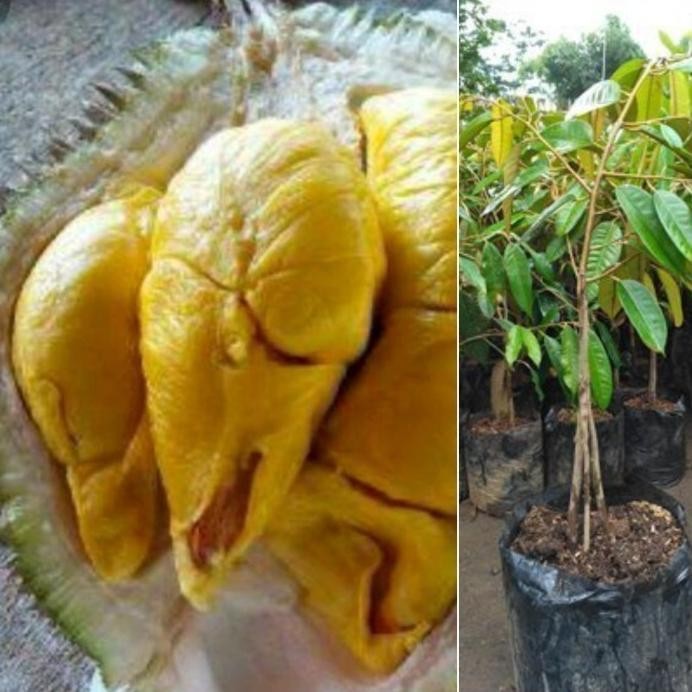 

Terlaris Paket Hemat 3 Bibit Tanamam Durian Bawor