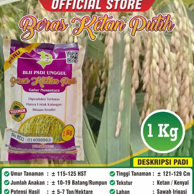 || BANANA / Benih Padi Ketan Putih ||~~~