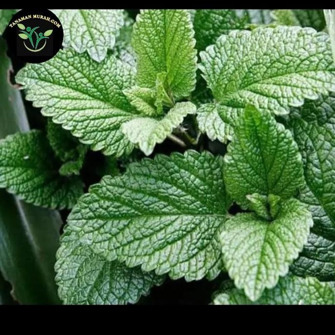 

Terlaris Bibit Daun Mint/Tanaman Herbal