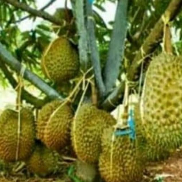 

Terlaris Bibit Durian Montong
