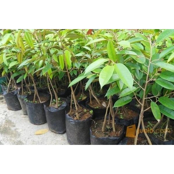 

Terlaris Bibit Durian Musangking Kaki 3 Tinggi 1 Meter Cepat Berbuah