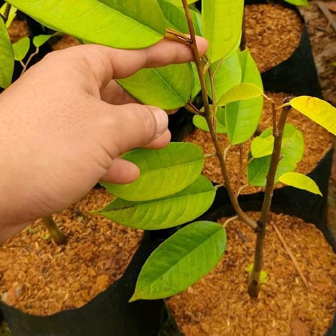 

Terlaris Bibit Durian Berkualitas Tinggi Untuk Hasil Panen Lebih Banyak