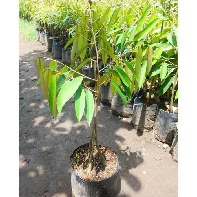 

Terlaris Bibit Buah Durian Musangking Raja Durian Kaki 3 Okulasi