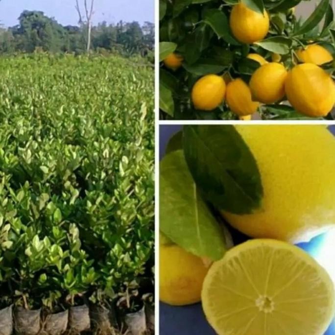 

Terlaris Bibit Pohon Jeruk Nipis Non Biji