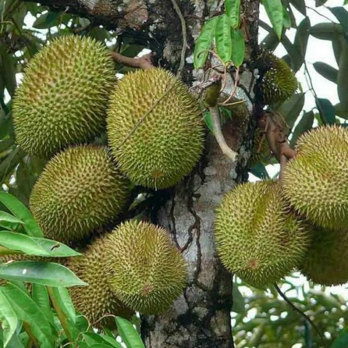 

Terlaris Bibit Tanaman Buah Durian Musangking Terlaris