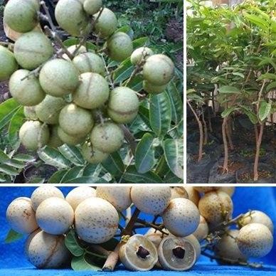 

Terlaris Bibit Kelengkeng Aroma Durian