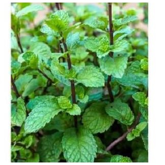 

Terlaris Bibit Daun Papermint / Bibit Mint Siap Tanam