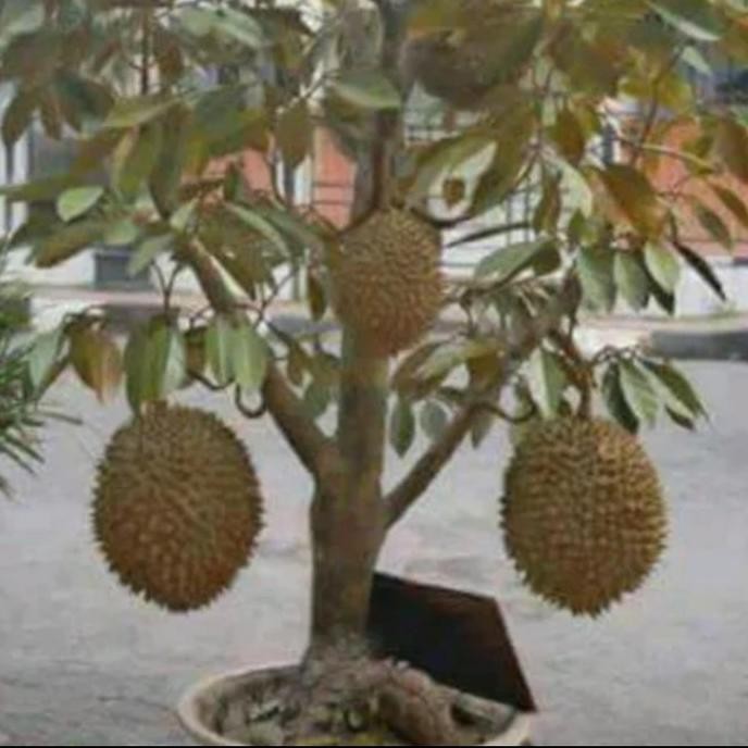 

Terlaris Bibit Buah Durian Montong Bisa Berbuah Dalam Pot(Tabulapot)