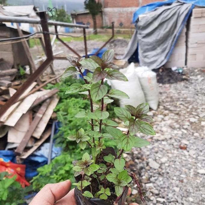 

Terlaris Bibit Mint, Daun Mint, Tanaman Mint, Coklat Mint