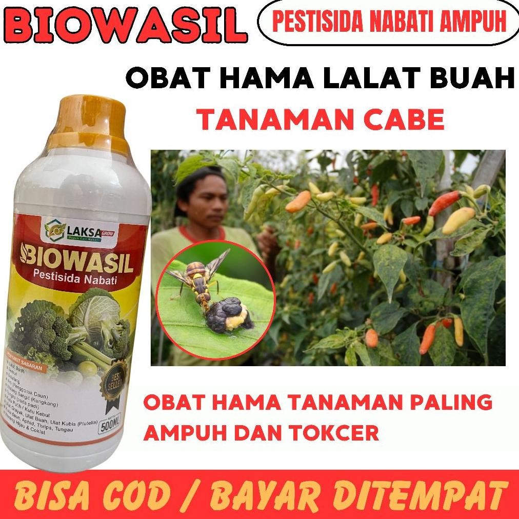 (TERLARIS) PESTISIDA HAMA LALAT BUAH CABE PALING AMPUH BIOWASIL OBAT PENGENDALIAN LALAT BUAH CABAI