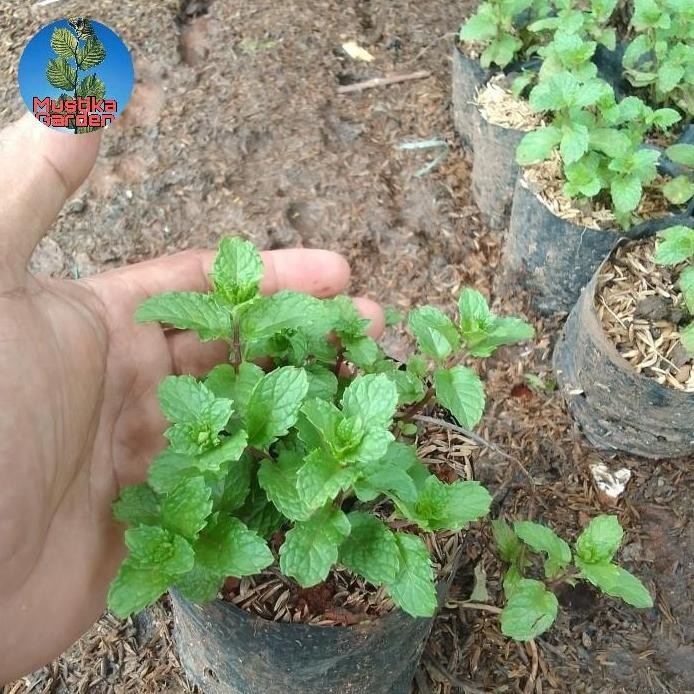 

Terlaris Bibit Tanaman Daun Mint