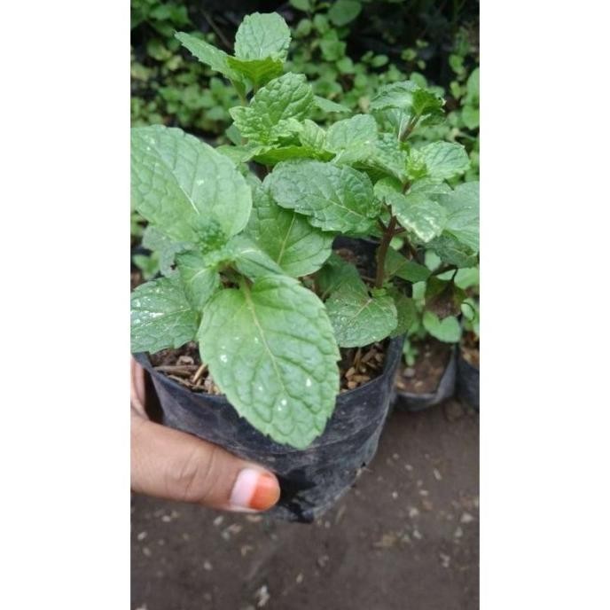 

Terlaris Bibit Daun Mint | Termurah I Plus Bonus 1 Pupuk Gratis Diklto 2824Yd
