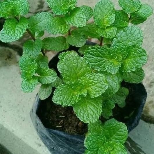 

Terlaris Bibit Daun Mint Kzjzjv 4373Be