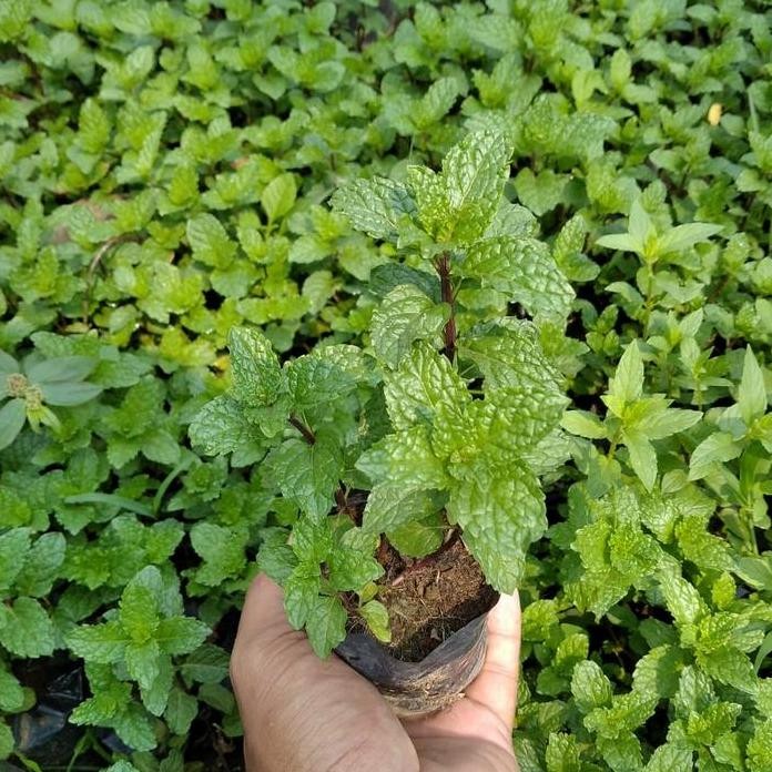 

Terlaris Bibit Daun Mint - Tanaman Erbal Mint