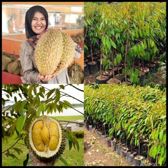 

Terlaris Bibit Durian Bawor Tinggi 1 Meter Batang Besar Siap Berbuah