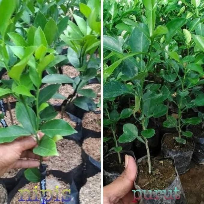 

Terlaris Paket 4 Pcs Bibit Jeruk Purut Dan Jeruk Nipis Kbhb14