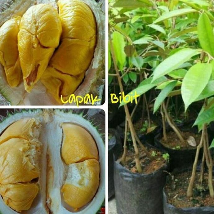 

Terlaris Bibit Buah Durian Kaki 3