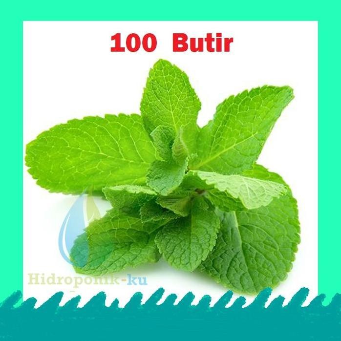

Terlaris Bibit/ Benih Daun Mint Pepermin (100 Biji) Hidroponik Ku