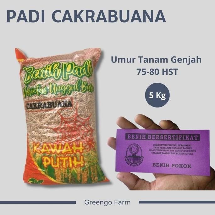 || BANANA / Benih Padi Cakrabuana Agritan Super Jumbo 5Kg umur Genjah ||~~~