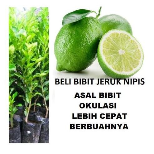 

Terlaris A. Bibit Tanaman Pohon Jeruk Nipis Bibit Jeruk Nipis Bibit Nipis