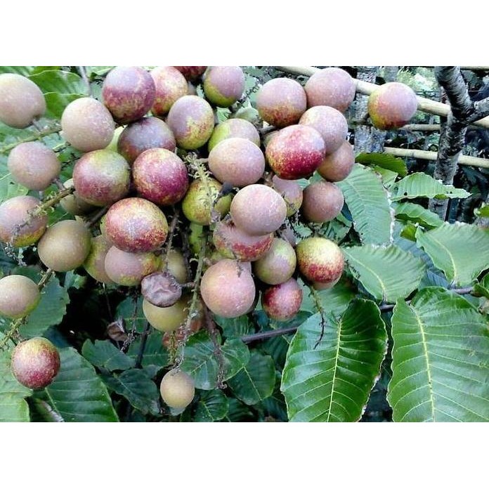

Terlaris Bibit Pohon Matoa - Buah Mirip Kelengkeng Aroma Durian - Khas Papua