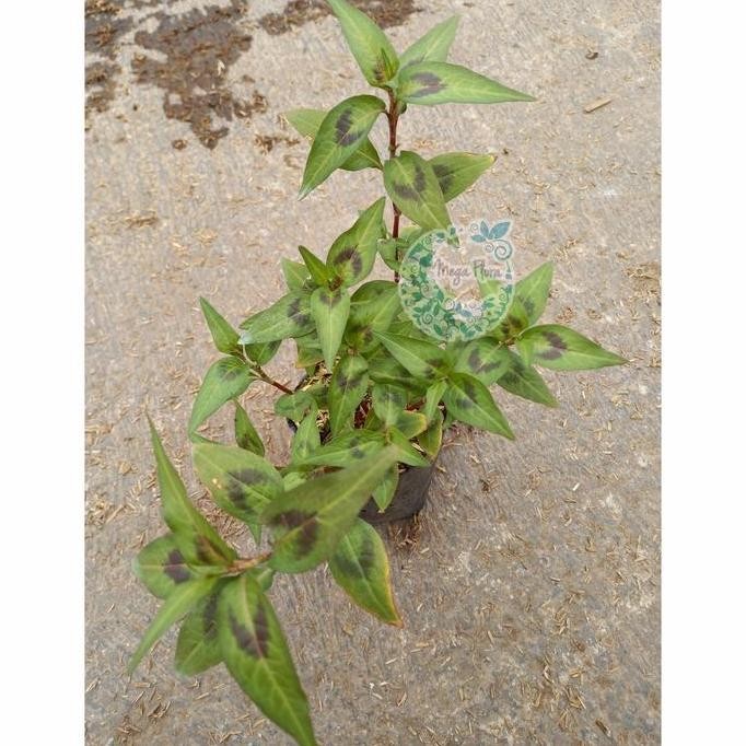 

Terlaris Vietnam Mint Daun Kesum Laksa Persicaria Odorata Bibit Tanaman Herb