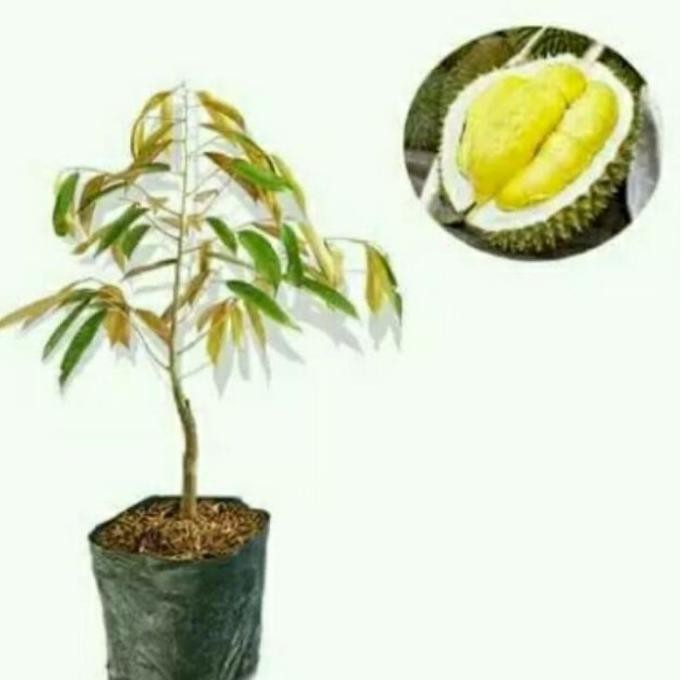 

Terlaris Bibit Tanaman Buah Durian Bawor-Bibit Durian Bawor-Bibit Durian Super Unggul