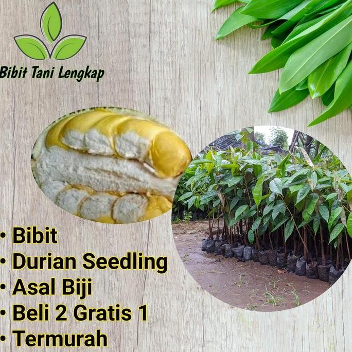 

Terlaris Bibit Tanaman Buah Durian Seedling (Asal Biji) Murah