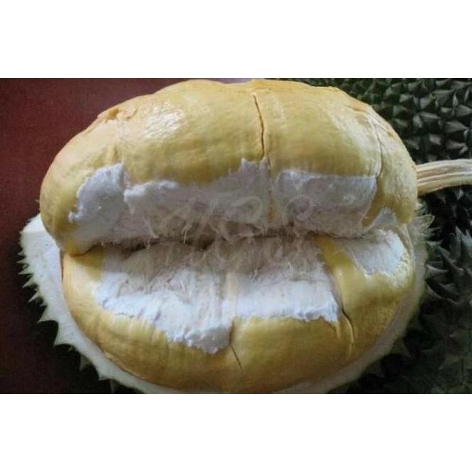 

Terlaris Bibit Buah Durian Bawor Okulasi Genjah Bisa Berbuah Dalam Pot
