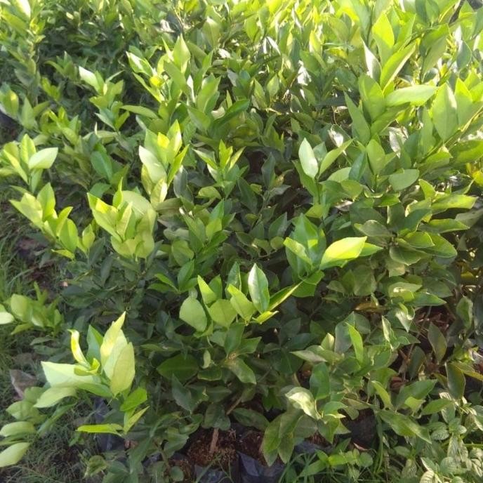 

Terlaris Bibit Jeruk California Bibit Jeruk Nipis California Original