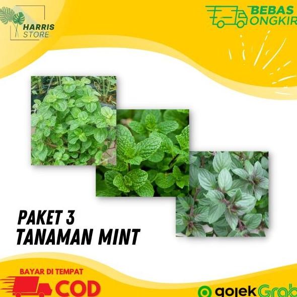 

Terlaris Paket 3 Bibit Tanaman Daun Mint 3 Jenis Dengan Media