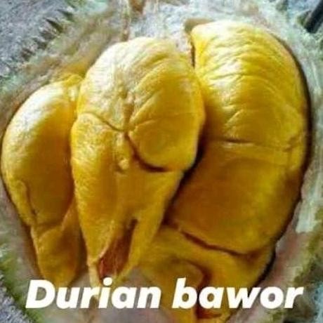 

Terlaris Bibit Durian Bawor