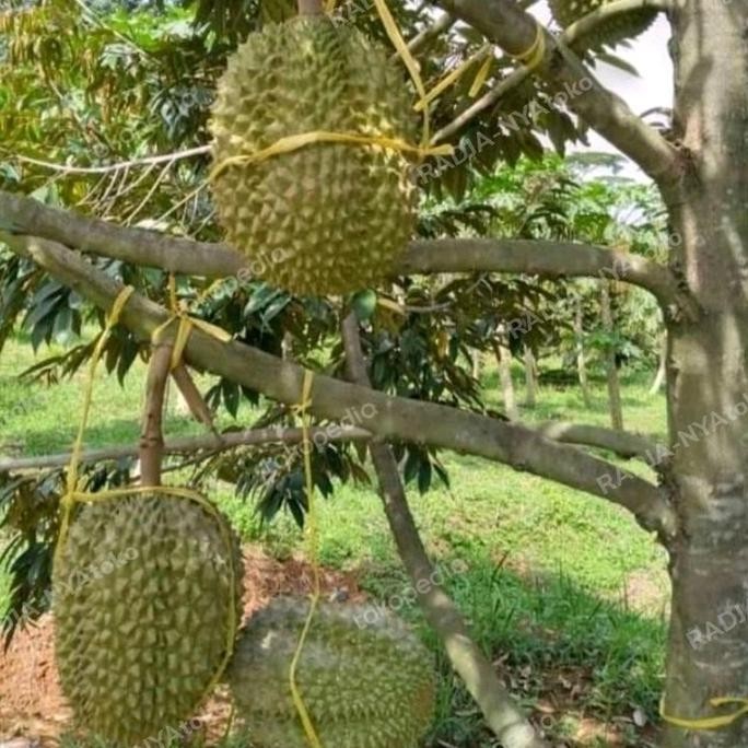 

Terlaris Bibit Durian Bawor Okulasi