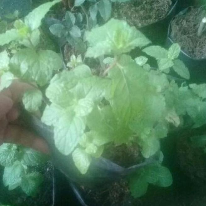 

Terlaris Bibit Daun Mint 5-6 Tanaman