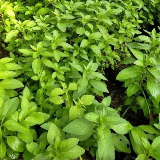 

Terlaris Paket Hemat 5 Bibit Daun Mint // Daun Papermint Kualitas Super