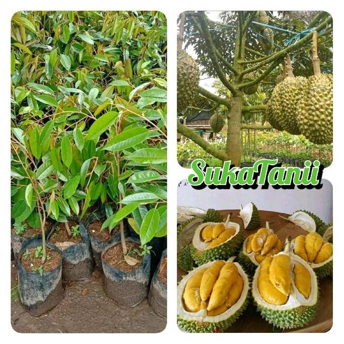 

Terlaris Bibit Durian Musangking Okalasi Bibit Durian Musangking Super