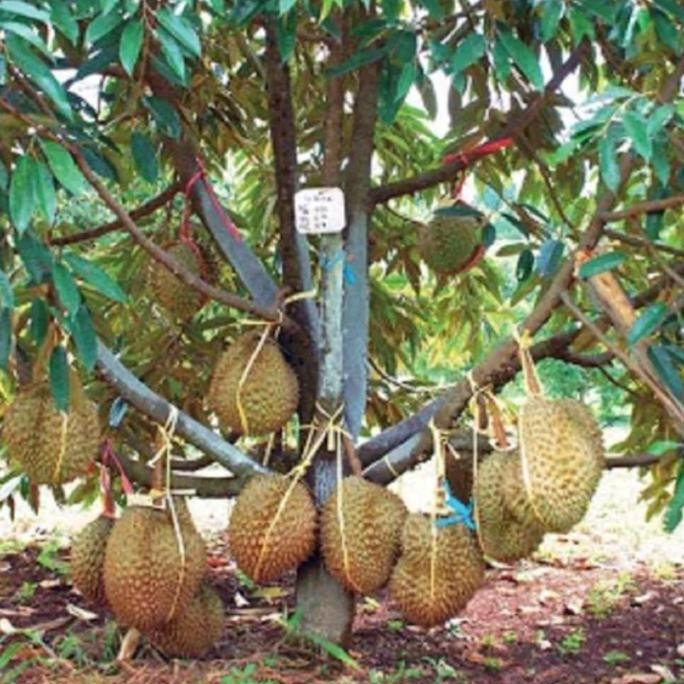 

Terlaris Bibit Buah Durian Montong Merah Asli