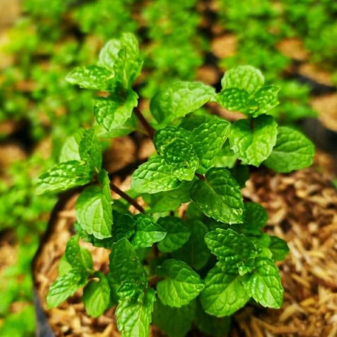 

Terlaris Bibit Tanaman Daun Mint / Daun Mint Mentha Cool Segar