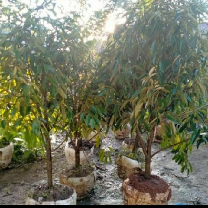 

Terlaris Bibit Durian Bawor 2 Meter Siap Berbuah/ Batang Besar