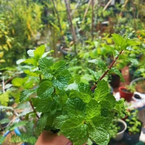 

Terlaris Bibit Tanaman Daun Mint Papermint Isi 20 Bibit.