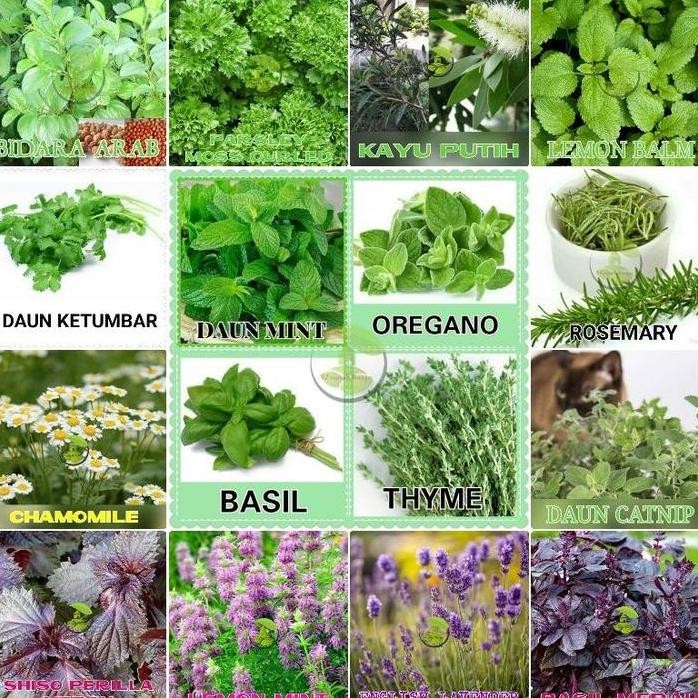 

Terlaris Promo Benih Bibit Herbal Benih Herb Daun Mint Rosemery Thyme Oregano Parsley Ceriamedika