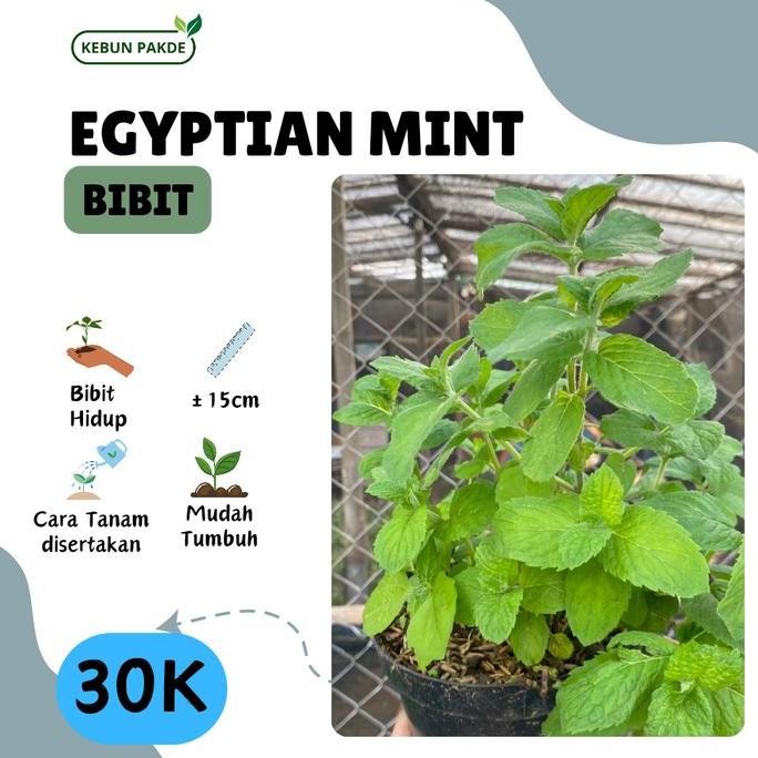

Terlaris Bibit Tanaman Daun Mint | Egyptian Mint | Siap Tanam