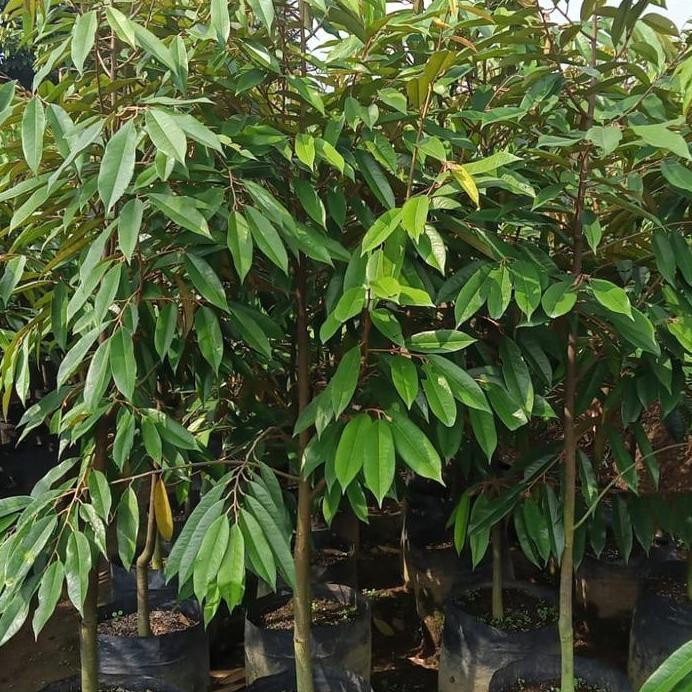 

Terlaris Bibit Durian Musangking Pendek Berbuah