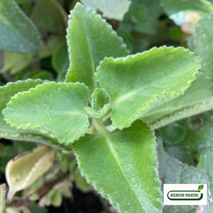 

Terlaris Bibit Tanaman Daun Mint | Jinten/Jintak/Mexican Mint | Siap Tanam